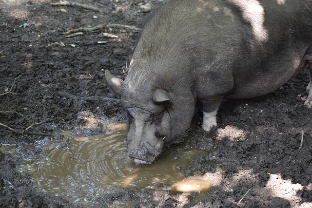 米体：埃切韦里与迪巴拉、苏莱多次通话，表达对去罗马的期待
